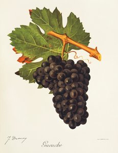 Gueuche grape by Jules Troncy