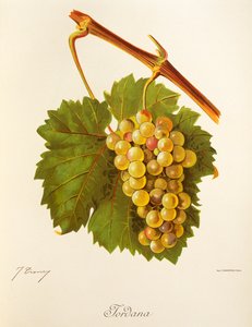 Jordana grape by Jules Troncy