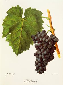 Kadarka Grape by Jules Troncy