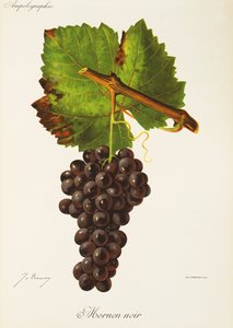 Mornen Noir Grape