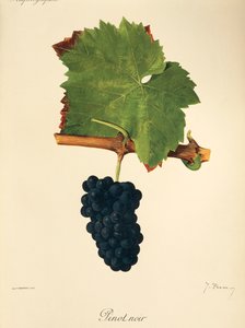 Pinot Noir Grape