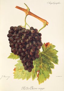 Pis-de-Chevre Rouge grape by Jules Troncy