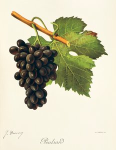 Poulsard grape by Jules Troncy