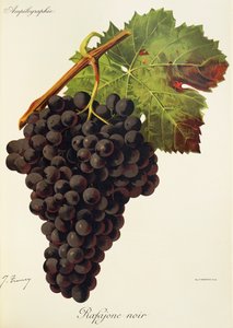 Rafajone Noir grape