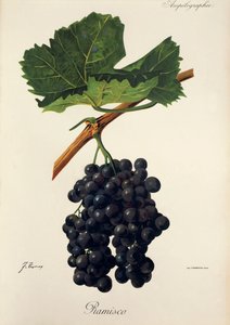 Ramisco grape by Jules Troncy