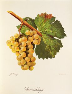 Rauschling grape by Jules Troncy