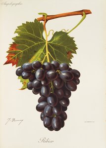 Ribier Grape