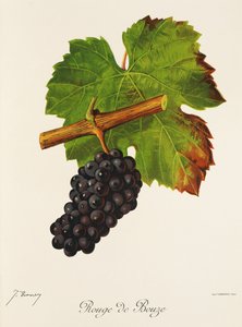 Rouge de Bouze grape by Jules Troncy