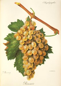 Roussee grape