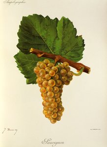 Sauvignon grape by Jules Troncy