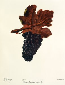 Teinturier Male grape