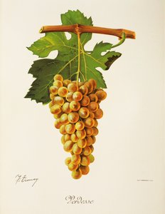 Verdesse Grape