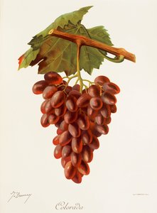 Colourada Grape