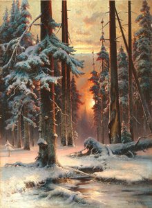 Winter Sunset in the Fir Forest
