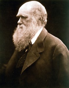 Charles Darwin, British naturalist, c1870s by Julia Margaret Cameron