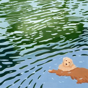 Swimming Golden Retriever