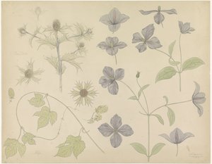Study Sheet with Sea Holly, Hops, and Clematis