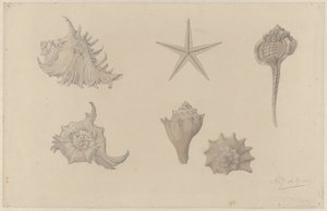 Study Sheet with Shells by Julie de Graag