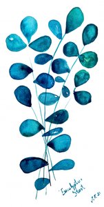 Blue Eucalyptus Leaves by Julija Belickienė