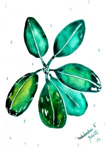 Fresh Rhododendron Leaves