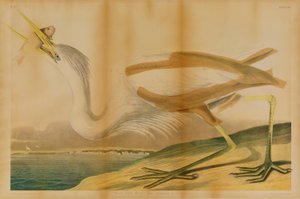 Great White Heron