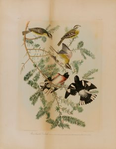 Rose-Breasted Grosbeak