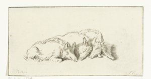 Three Lying Pigs by Jurriaan Cootwijck