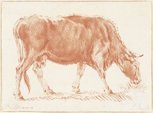 Grazing Cow
