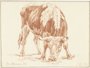 Grazing Ox by Jurriaan Cootwijck
