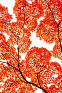 Fiery Autumn Maples by KUNIHIRO TAKUMA
