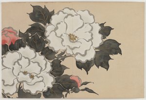 Flowers of a Hundred Worlds (Momoyogusa): Peonies by Kamisaka Sekka