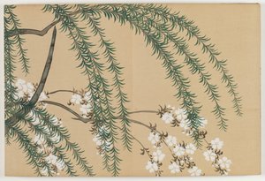 Flowers of a Hundred Worlds (Momoyogusa): Willow and Cherry by Kamisaka Sekka