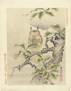 Owl on Branch by Kano Tsunenobu