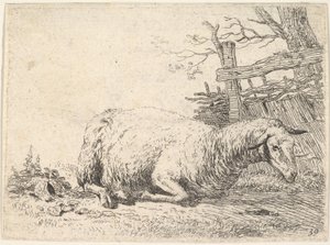 A sheep lying with its legs folded underneath its body next to a wooden fence