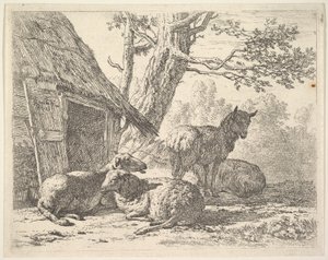 Four Sheep, One Sheep Stands Among Three Others Lying on the Ground Next to a Shed