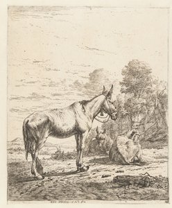Mule with Bell on Halter and Two Lying Donkeys