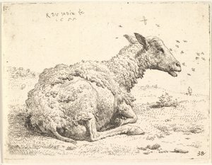 Partially Shorn Sheep Lying in the Grass with Insects Hovering Around Its Head