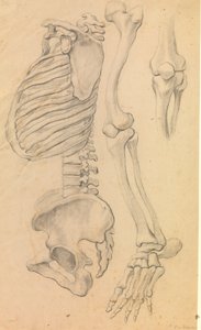 Spine with Rib Cage and Pelvis, Profile to the Left; Also Bones of a Left Leg from Hip to Toe and Detail of a Knee. (1662?) by Karel van III Mander