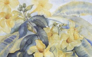 Alamanda or Yellow Bells
