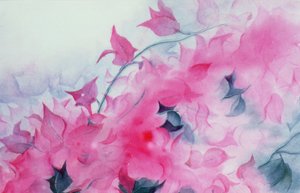 Bougainvillia