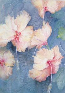 Hibiscus, Apricot