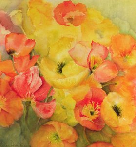 Icelandic Poppies Nudicaule by Karen Armitage