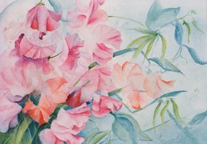 Lathyrus Odoratus, Sweet Pea