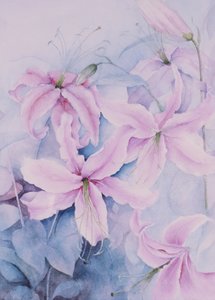 Lilies, Pink Auratum