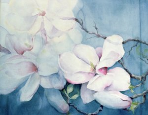 Magnolia Soulangeana (Horizontal)
