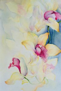 Orchid, Cymbidium, Prince Charles