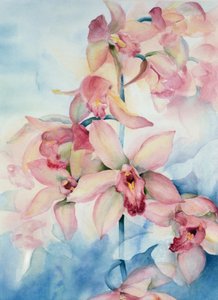 Orchid Cymbidium Ramley