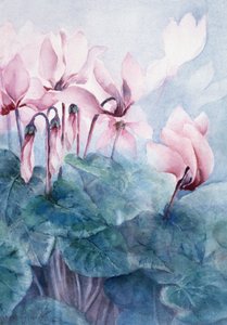 Pink Cyclamen Pseudibericum