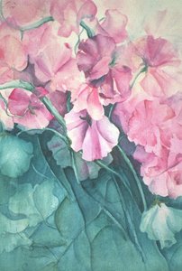Sweet Peas, Pink Pride