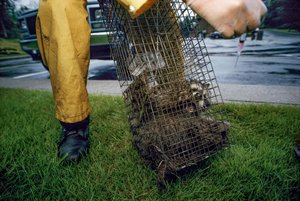 Rabies Vaccination, 2005